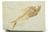 Detailed Fossil Fish (Diplomystus) - Wyoming #363916-1